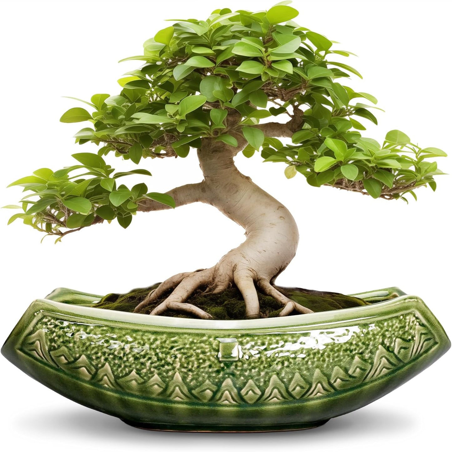 Bonsai Planter 18 Inch - Large Ceramic Succulent Pots with Drainage Hole, Bonsai Pots for Indoor Outdoor Plant, Ceramic Flower Pot, Decorative Plant Pot, Garden Decor, Housewarming Gift, Green