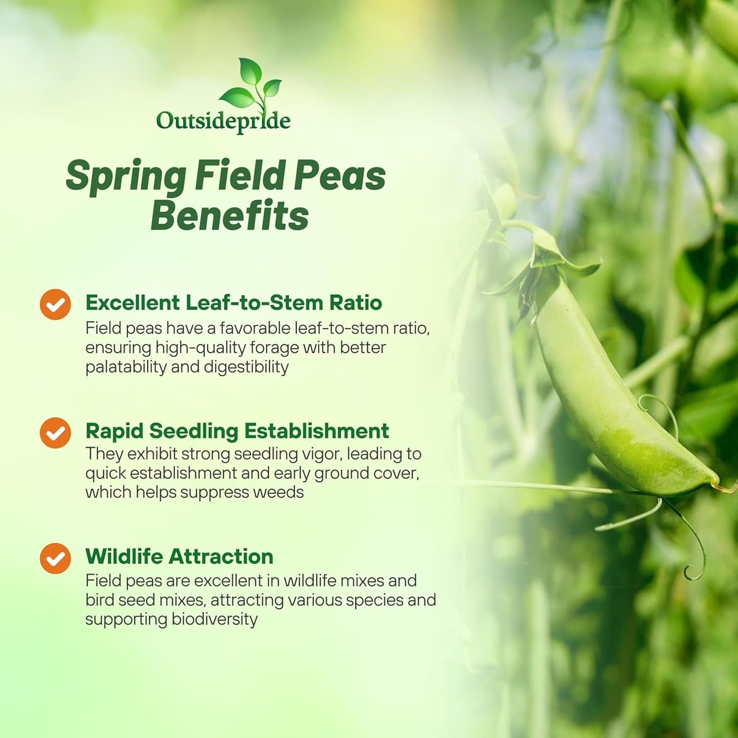 Outsidepride Dundale Spring Field Peas Seeds - 1 lb. Annual, High-Protein Legume & Cover Crop Seeds for Forage, Food Plot, Gardens & Pastures - Ideal for Improving Soil Health, & Erosion Control
