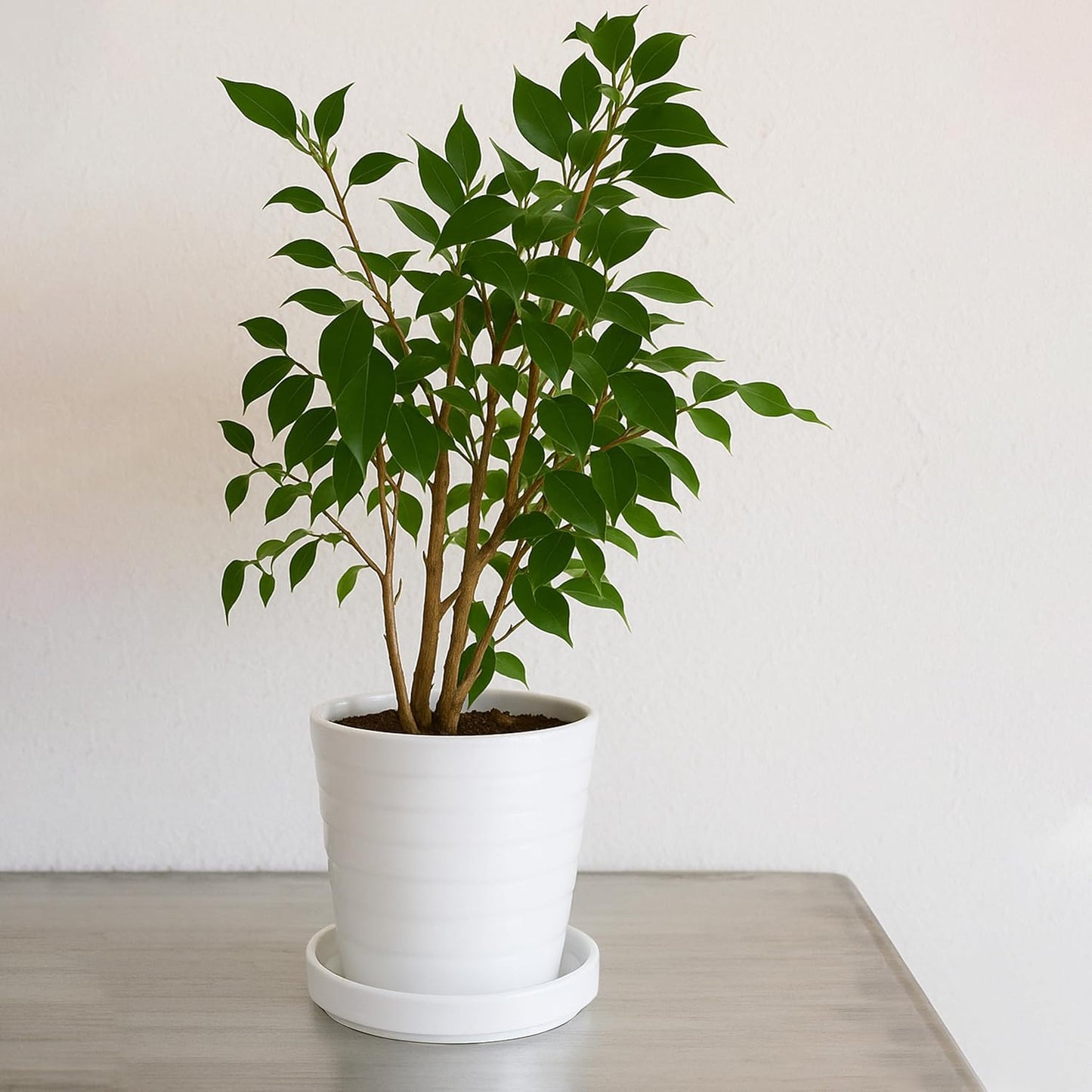 D'vine Dev Modern Round 5.4 Inch Ceramic Plant Pot Saucer, Planter Pot Drainage Tray for Indoor Plants, Set of 2, Matte White, 97-T-A-22