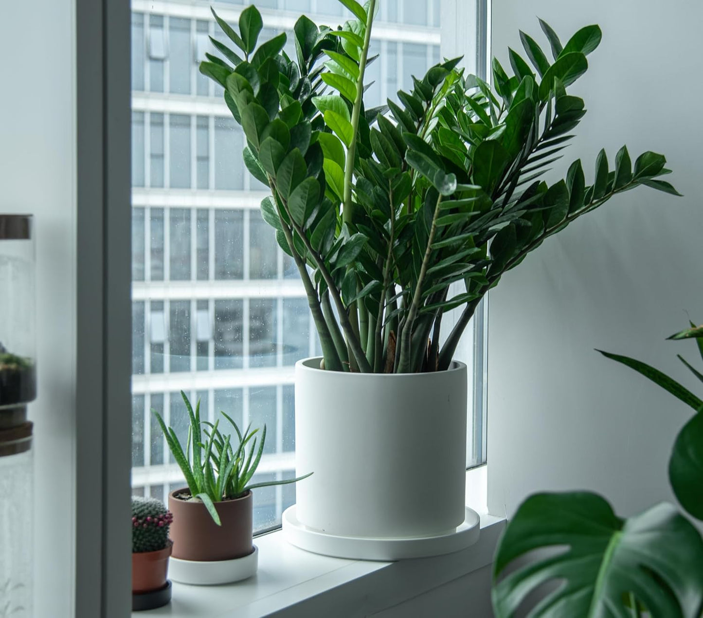 Phoenix Vine 14 Inch Plastic Plant Saucer Water Drip Tray, Heavy Sturdy Round Plant Drainage Tray for Indoors Outdoor, Matte White, 21-TY-14W-1