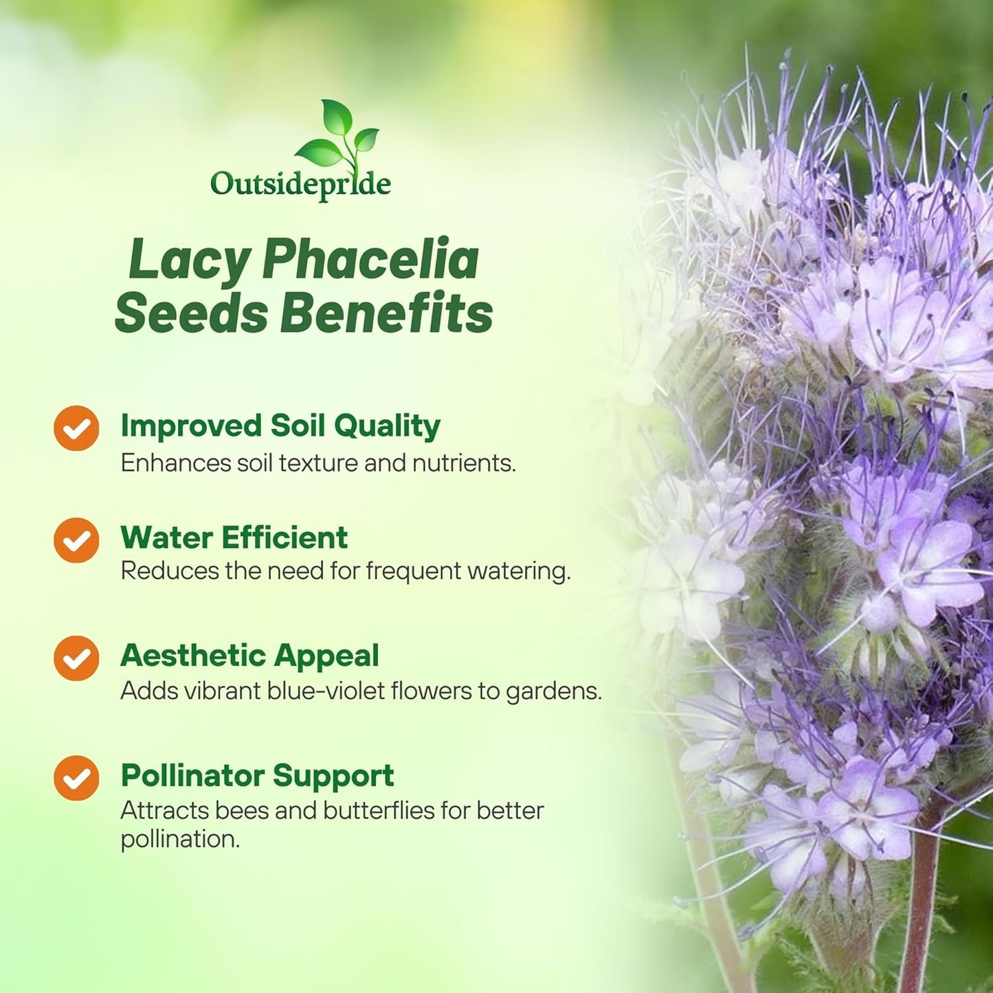 Outsidepride Lacy Phacelia Seeds for Planting - 1 Lb. Annual, Drought-Tolerant Wildflower Seeds with Light Violet Flowers, Ideal for Pollinator Gardens, Erosion Control, & Attracts Bees & Butterflies
