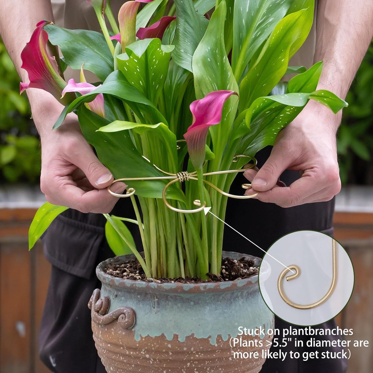 Durable Monstera Plant Support Hooks 5.5in - 5-Piece Set for Indoor Plant Stabilization, Easy-to-Use Grapple Holders for Monstera and Turtle Shell Plants for Plant Lovers