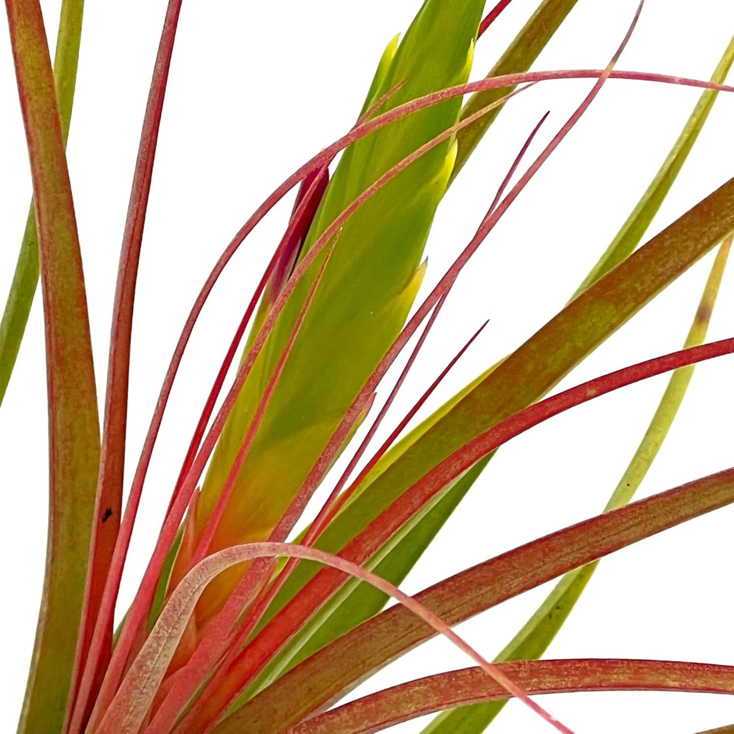 Live Air Plants - Tillandsia Concolor, Jumbo 6-8" - 1ct - Live Arrival Guaranteed - House Plants for Home Decor & Gift