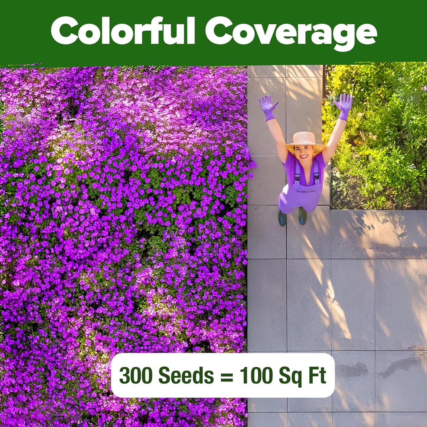 HOME GROWN 𝗨𝗦𝗔 𝗣𝗥𝗘𝗠𝗜𝗨𝗠 Aubrieta Rock Cress Purple, Flowering Ground Cover Seed Pack, Perennial Cress Seeds for Planting Outdoor Lawn Gardens 300 𝗡𝗢𝗡-𝗚𝗠𝗢 Aubrieta deltoidea Flower Seeds