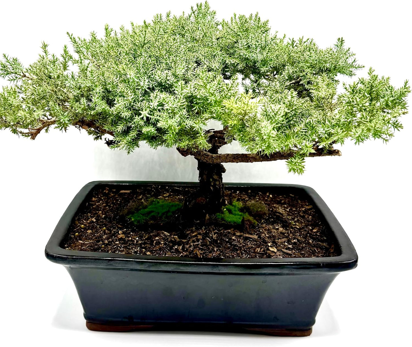Live Dwarf Juniper Bonsai Tree 15+Years Old | Juniper or Jade Bonsai Tree | Indoor/Outdoor | 100% Handcrafted| Home and Office Décor | Best Gift for Holiday (style4)