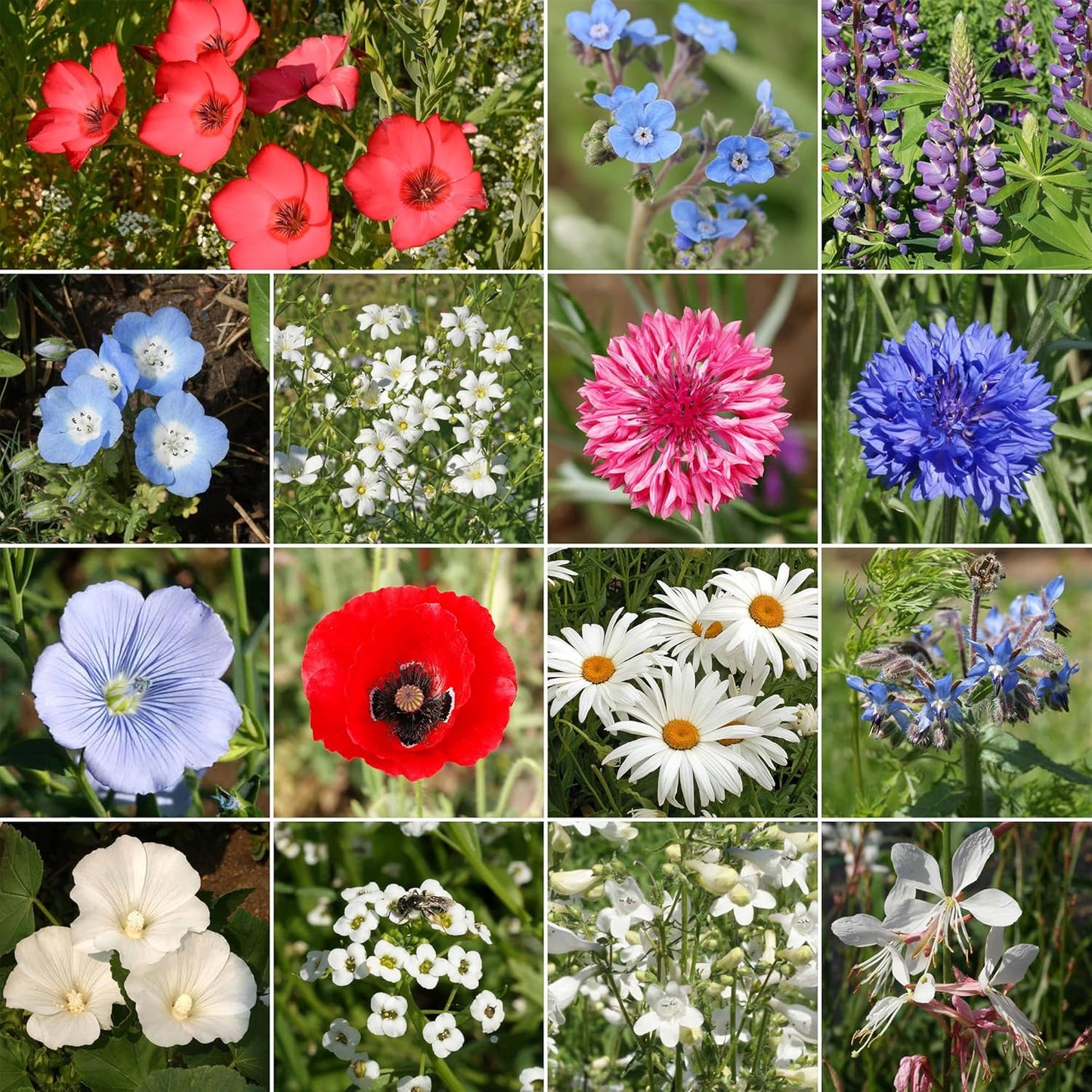 Ferry-Morse Red, White & Blue Mix Bulk Flower Seeds, 1lb