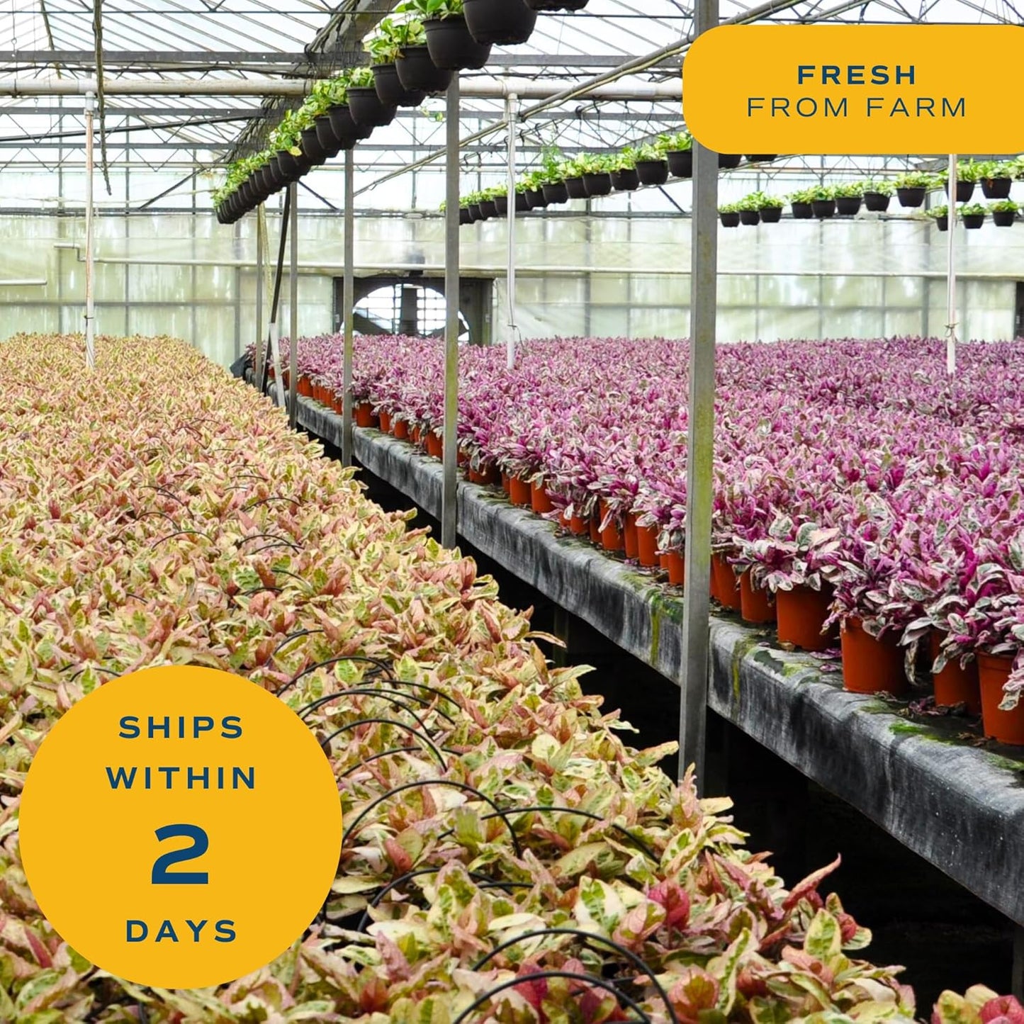 Costa Farms Money Tree Live Plant | 8-10 Inches Tall | Easy to Grow Indoor Houseplant in 2.5 Inch Plant Pot | Live Bonsai Home, Office, or Room Decor | Garden, Birthday, and Housewarming Gift