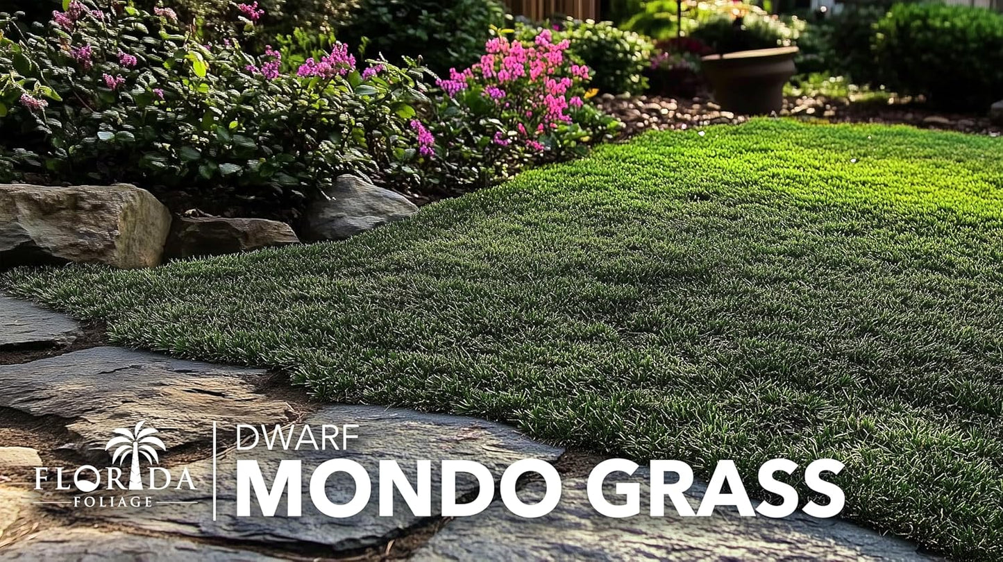 Dwarf Mondo Grass | 40 Live Plants | Ophiopogon Japonicus Nana | Lush Ground Cover | Shade Loving Low Maintenance Garden Solution | Ideal for Landscaping and Borders | Hardy and Evergreen