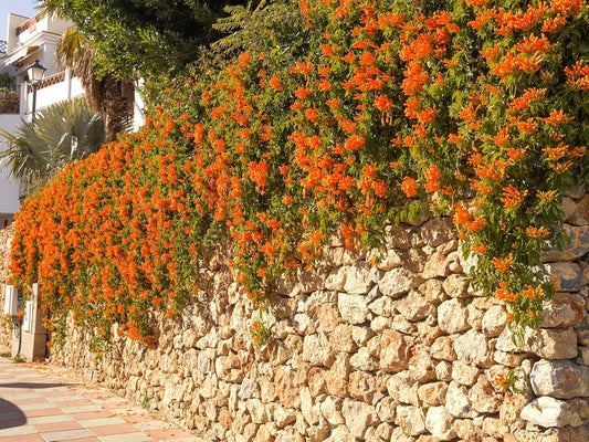 Greenwood Nursery: Live Perennial Plants - Tangerine Beauty Vine + Bignonia Capreolata - [Qty: 3X Pint Pots] - (Click for Other Available Plants/Quantities)