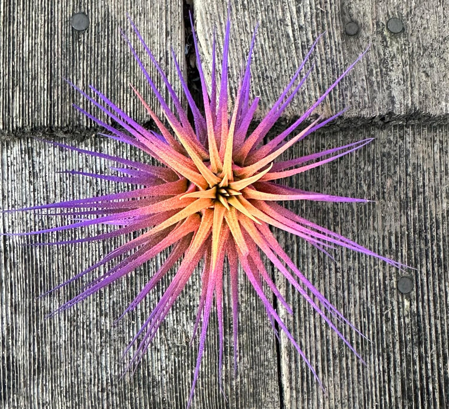 Live Extra Large Tillandsia Ionantha Guatemala Colorful Air Plant 3+ inch Enhanced Color Easy Care Indoor Outdoor Home Decor Gift Airplant by Awesome Industries (Sunset XL)