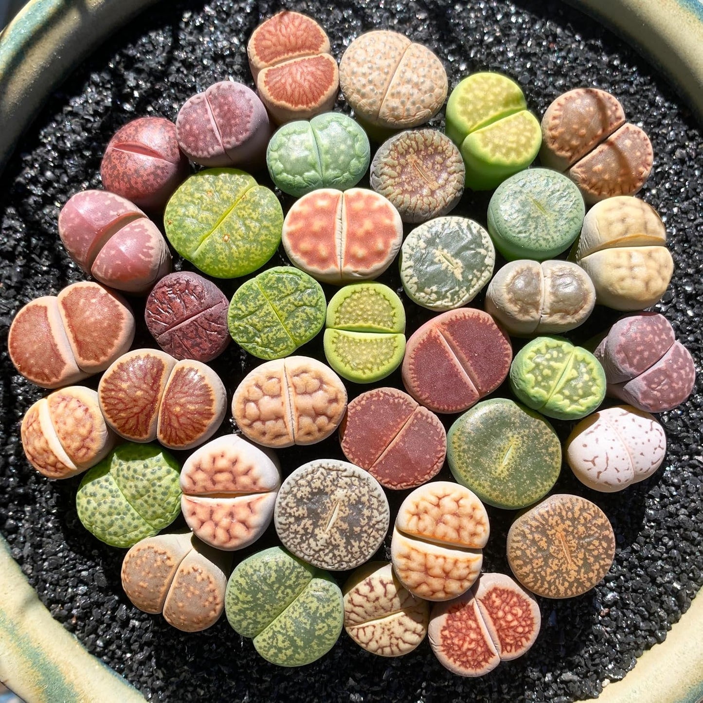 Lithops Large Random Mix Rare Live Succulent Plants, 30/50/100 Pcs 3 Years Bulk Succulent Live Plant, Bare Root Without Pot Soil, Garden Indoor, Plant Lover Gifts