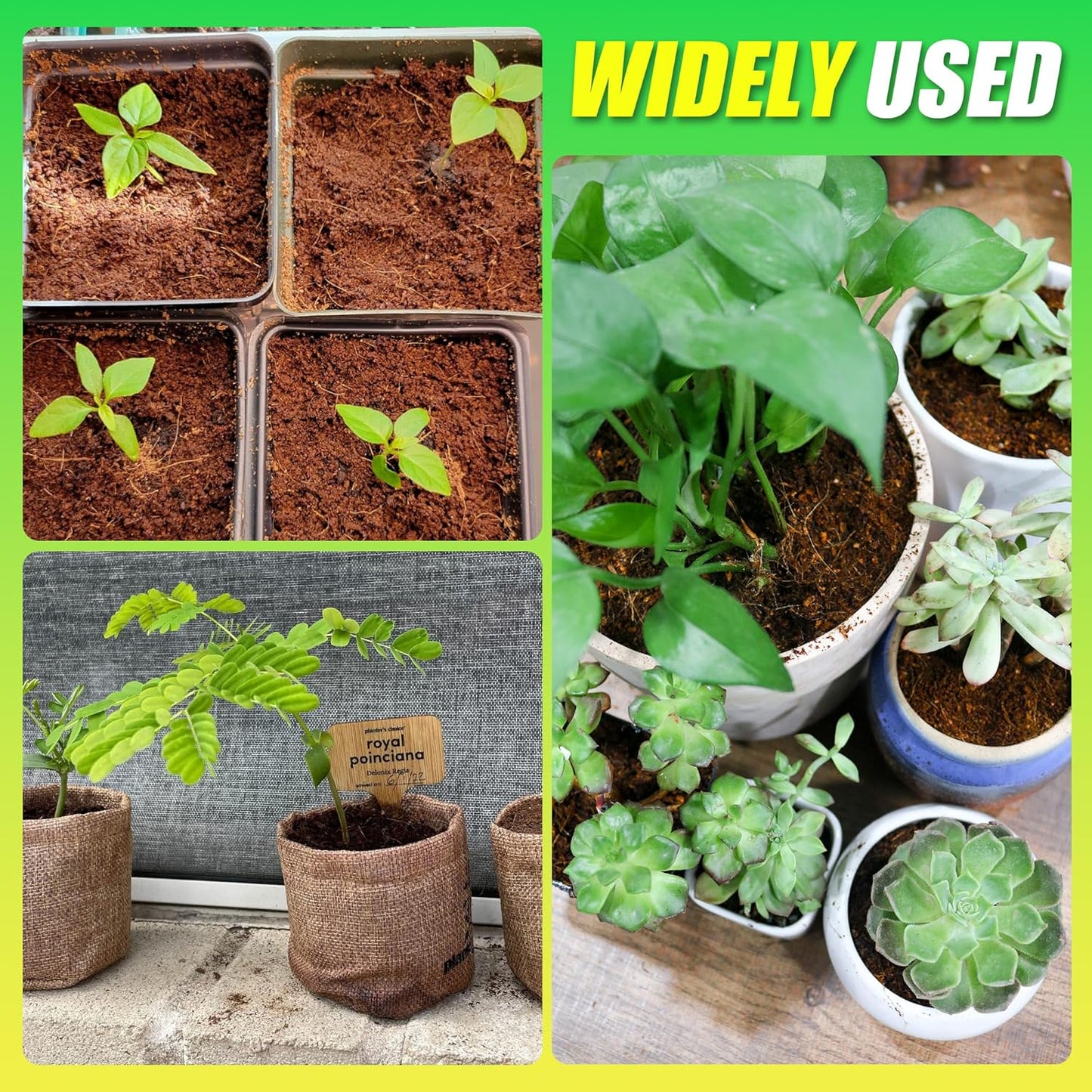 Coco Coir Brick for Plants-6 Pack Premium Coconut Bricks, 100% Organic Peat Moss, Fiber Coconut Husk for Planting, Gardening, Potting Soil Substrate