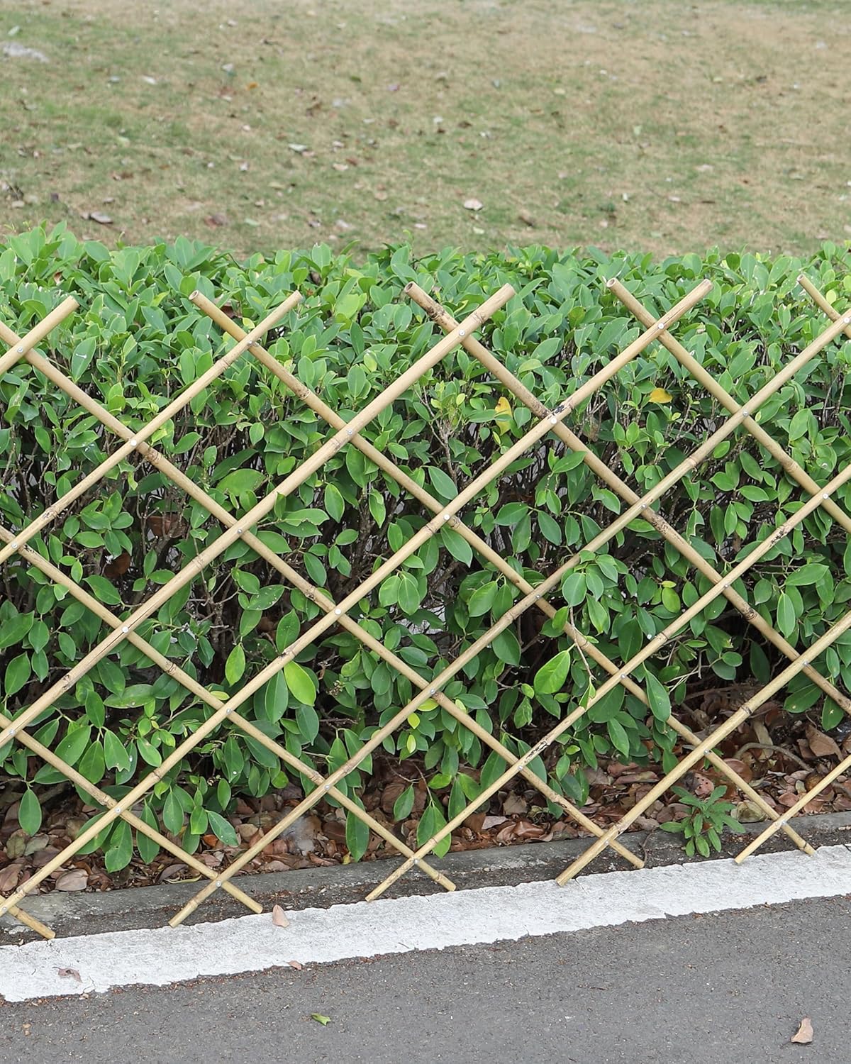 Expandable Bamboo Trellis Fence 48x72 Inch, Plant Support for Climbing Plants, Vines, Ivy, Roses, Vegetables, Cucumbers, Clematis, Garden Fence Indoor Outdoor