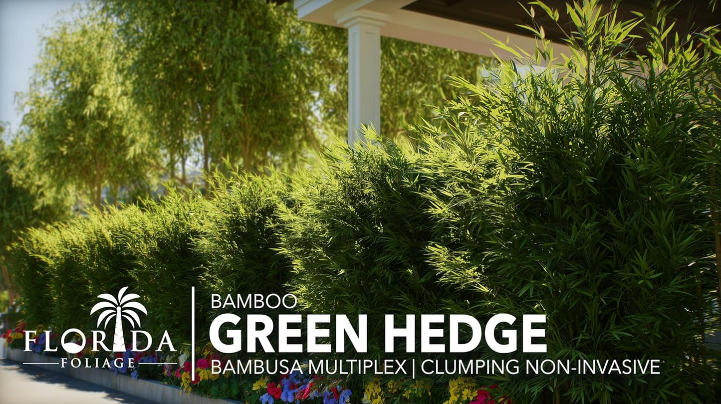 Green Hedge Bamboo | 3 Extra Large 3 Gallon Plants | Bambusa multiplex | Fast Growing Privacy Screen | Clumping Bamboo for Landscapes Gardens Walkways Accent Foundation Beds Decorative Garden