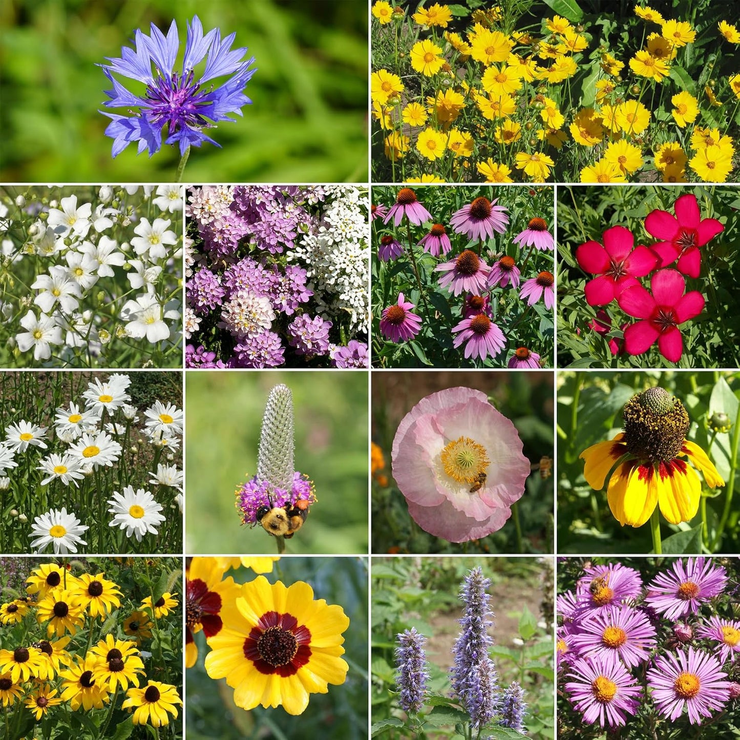 Ferry-Morse Midwest Mix Bulk Wildflower Seeds, 1lb