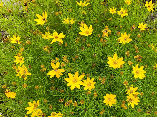 Greenwood Nursery: Live Perennial Plants - Moonbeam Tickseed + Coreopsis Verticillata - [Qty: 10x Pint Pots] - (Click for Other Available Plants/Quantities)