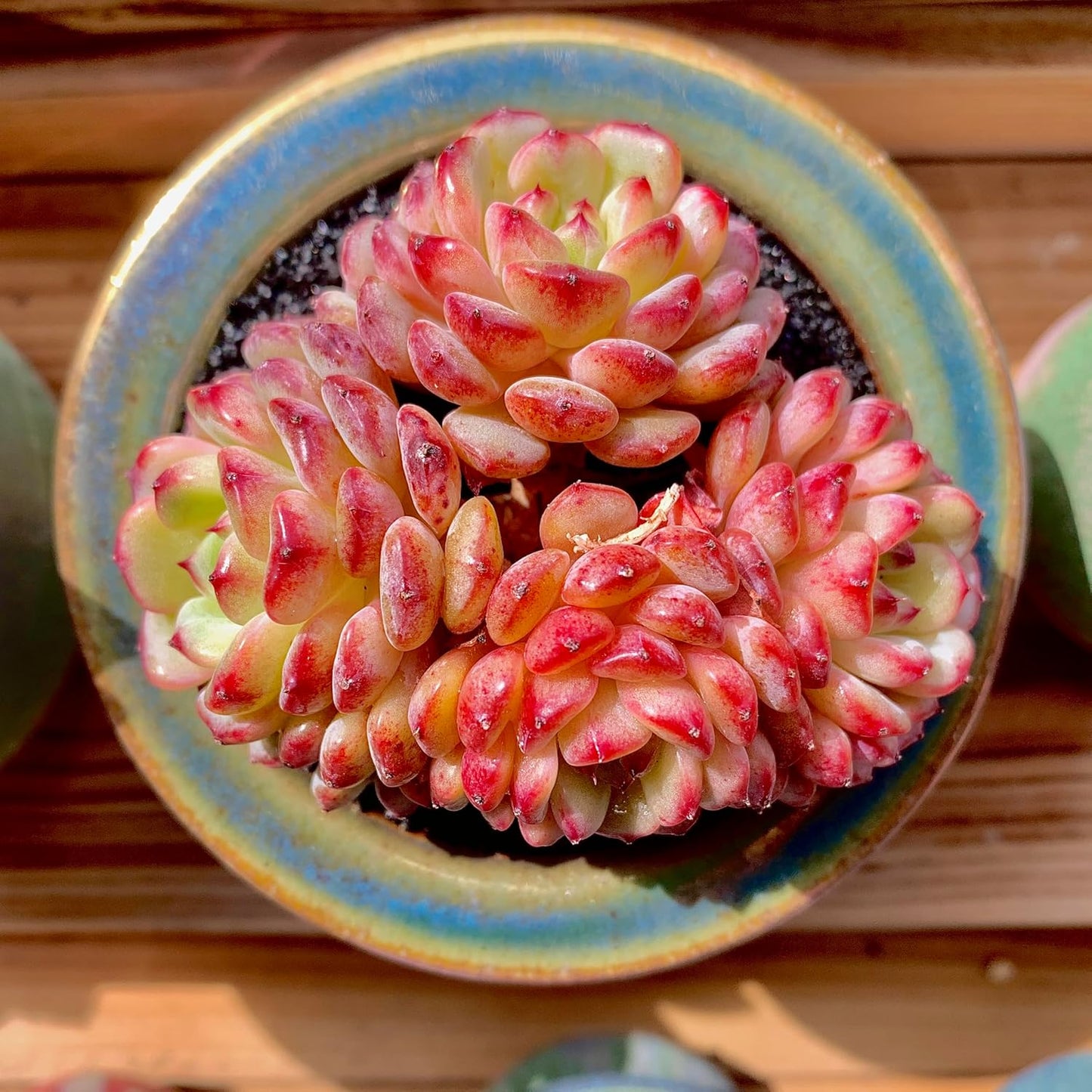 FWPP Suculentas Plant Live Echeveria Hani,Real Succulents Plants Live Red 3 inches Mini Succulents,Bare Root Without Pot Soil,Rare Succulent Plants Live Office Decoration Wedding and Gift