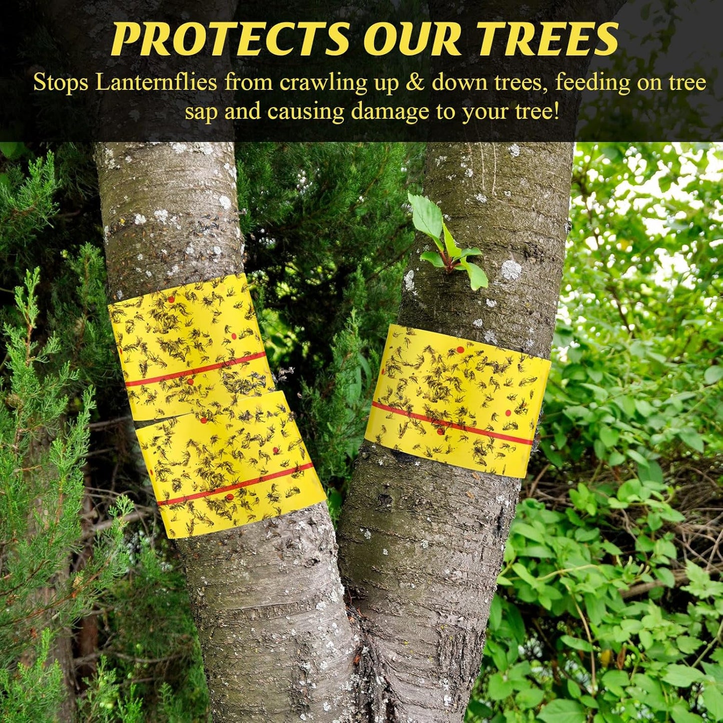 Qualirey 6 Rolls Spotted Lantern Fly Traps 30 Feet Each Roll Fly Tree Trap Sticky Strips Outdoor Fruit Glue Strips Disposable Tape Indoor Paper Sheets for Protecting Trees (Yellow)
