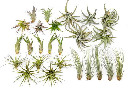 50 Pack of Classic Air Plants Variety - Live Succulent House Plants - Available in Wholesale and Bulk - Home and Garden Decor - Easy Care Indoor/Outdoor Air Plant