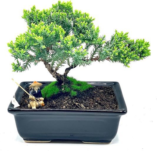 Live Dwarf Juniper Bonsai Tree About 6 Years Old with Cute Ceramic Fisherman | Juniper Bonsai Tree | Indoor/Outdoor | 100% Handcrafted| Home and Office Décor | Best Gift for Holiday