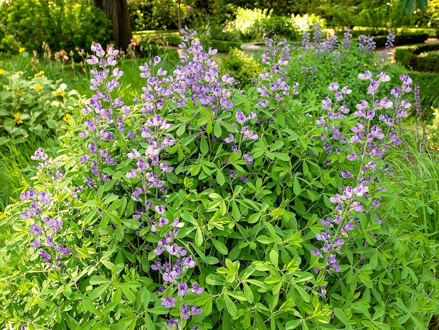 Greenwood Nursery: Live Perennial Plants - Blue False Indigo + Baptisia Australis - [Qty: 3X Pint Pots] - (Click for Other Available Plants/Quantities)