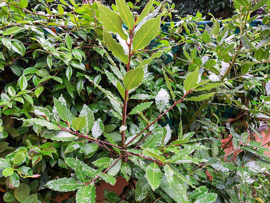 Greenwood Nursery: Live Perennial Plants - Bay Laurel Herb + Laurus Nobilis - [Qty: 3X 2.5 Pot] - (Click for Other Available Plants/Quantities)