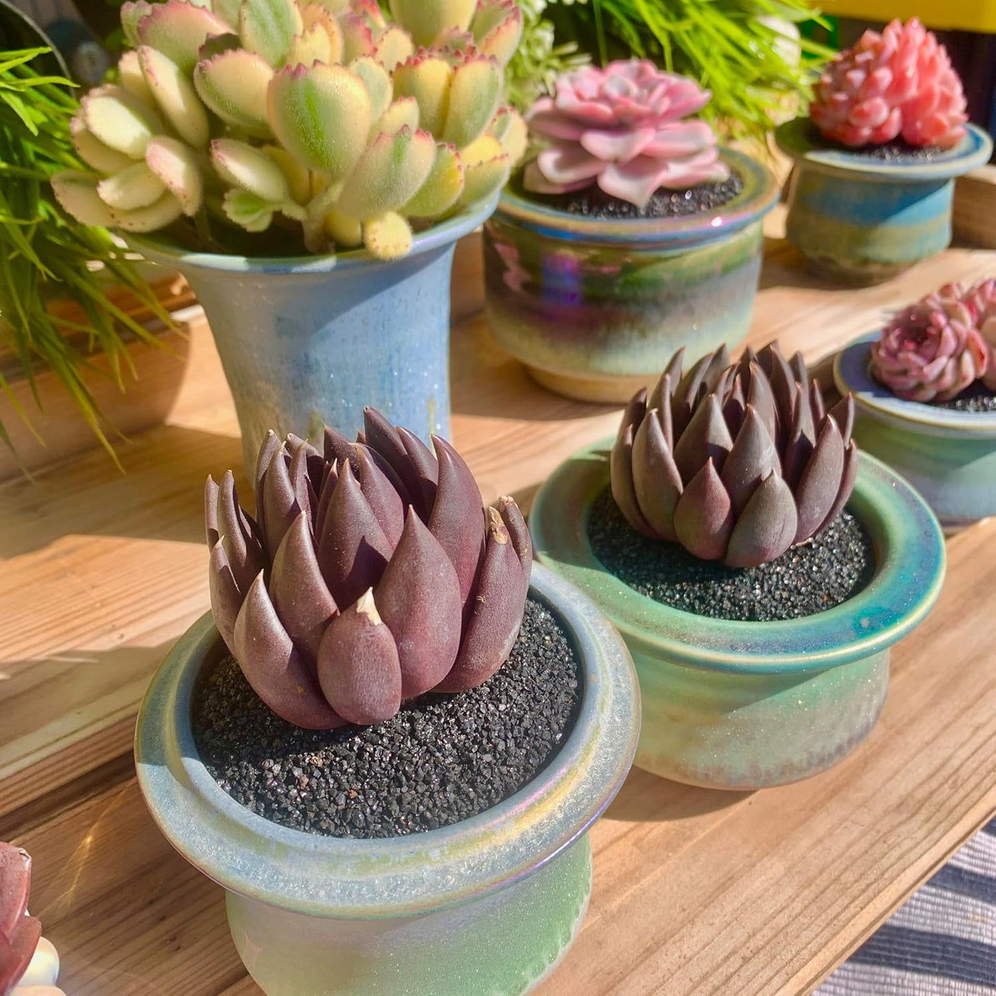 FWPP Live Succulents Plants Echeveria Affinis 2 inches,Rare Black Succulents Bare Root Without Pot Soil, Live Plants Indoor Office Decoration Wedding and Gift