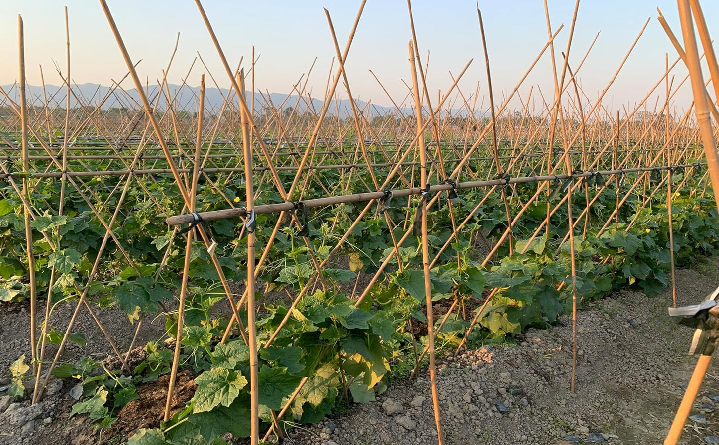 Plant Bamboo Post,5Feet,Bamboo Garden Stakes,50PcsBamboo Stakes,for Tomato,Beans,Vegetable and Flowers, Potted Plants,Indoor and Outdoor Climbing Plants