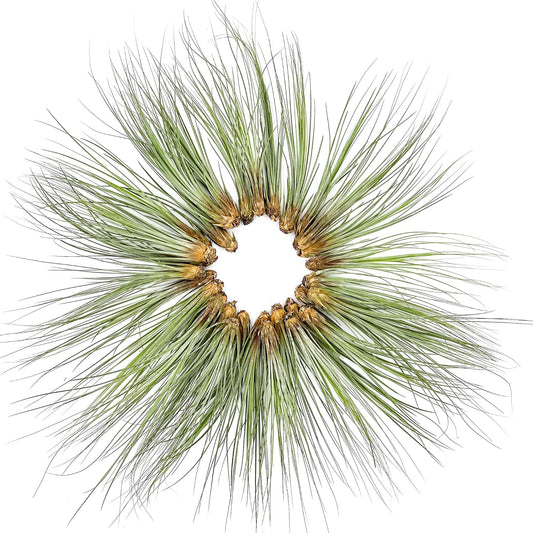 Air Plants Bulk - Tillandsia Juncea Wholesale, Jumbo 8-12" - 30ct - Live Arrival Guaranteed - House Plants for Home Decor & Gift