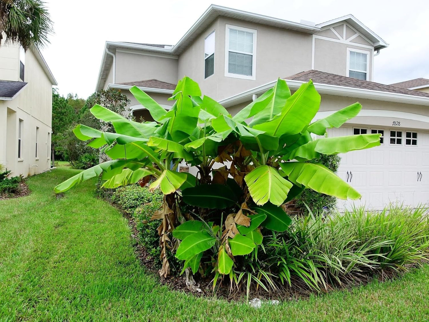 Greenwood Nursery: Live Perennial Plants - Musa Basjoo Cold Hardy Banana - [Qty: 2X Pint Pots] - (Click for Other Available Plants/Quantities)