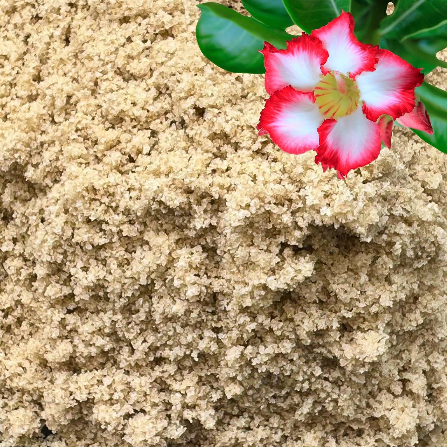 Fine Sand for Plants – Horticultural Sand for Succulents, Cactus, Potting Mixes, Terrariums & Decorative Indoor Gardens, Made in USA (3 quarts - 8.4 lbs)