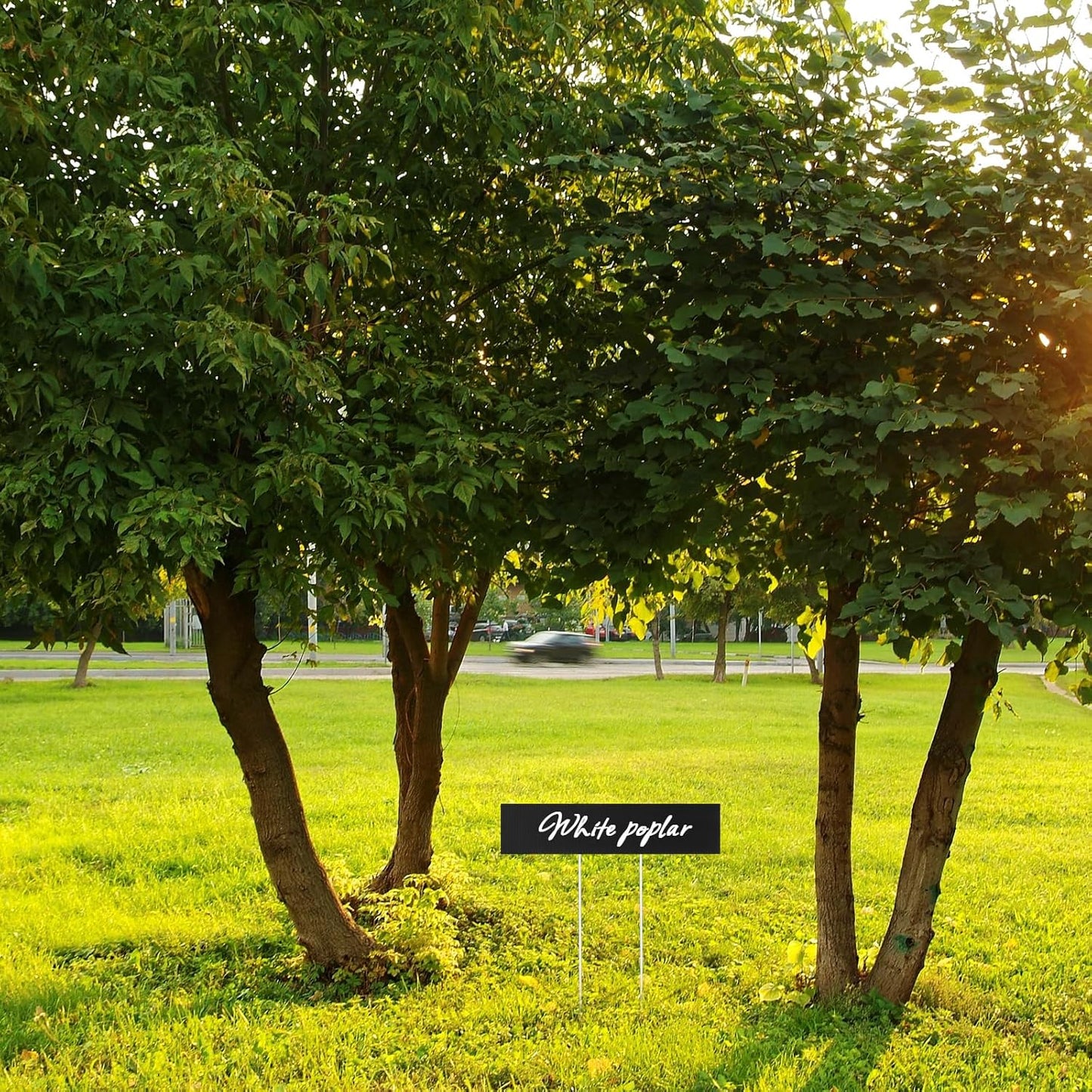 10 Set Jumbo Outdoor Plant Label Stakes Waterproof Nursery Garden Markers Plastic T Type Plant Tag Identification Stake with Marker Pen for Herb Vegetable Flowers, 12" High (Black)