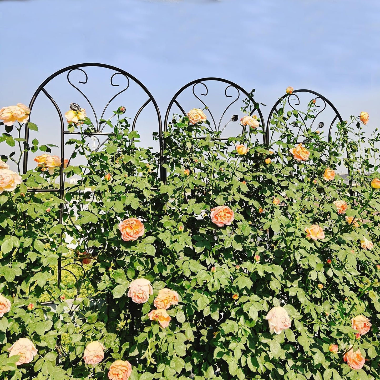 Garden Trellises, 2 Pack Black Metal Coated Rustproof Trellis for Climbing Plants Outdoor, Roses, Vines, Flowers, and Vegetables-86.7" x 19.7"