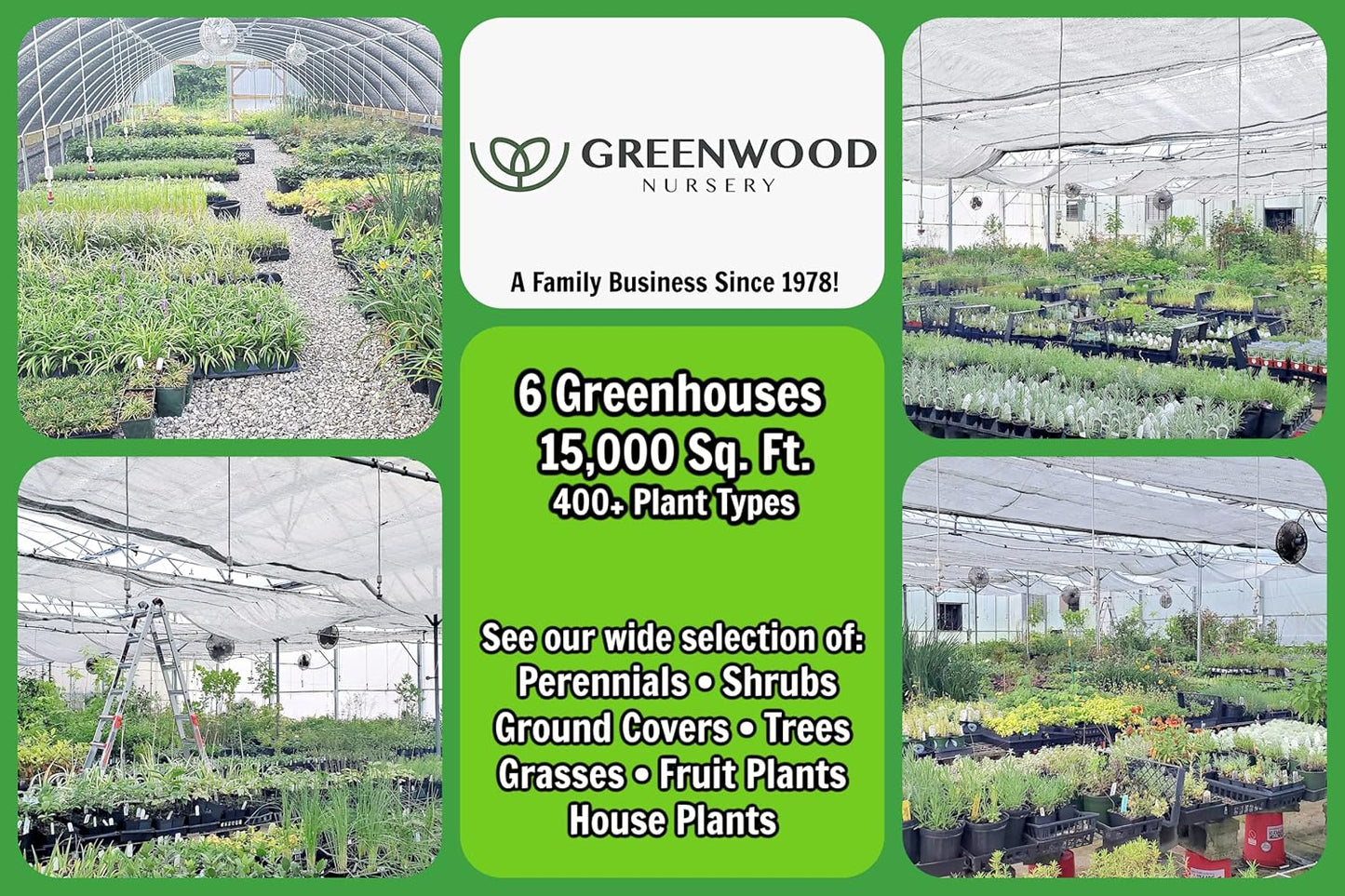 Greenwood Nursery: Live Perennial Plants - ARP Rosemary + Rosmarinus Officinalis - [Qty: 5X 3.5 Pots] - (Click for Other Available Plants/Quantities)