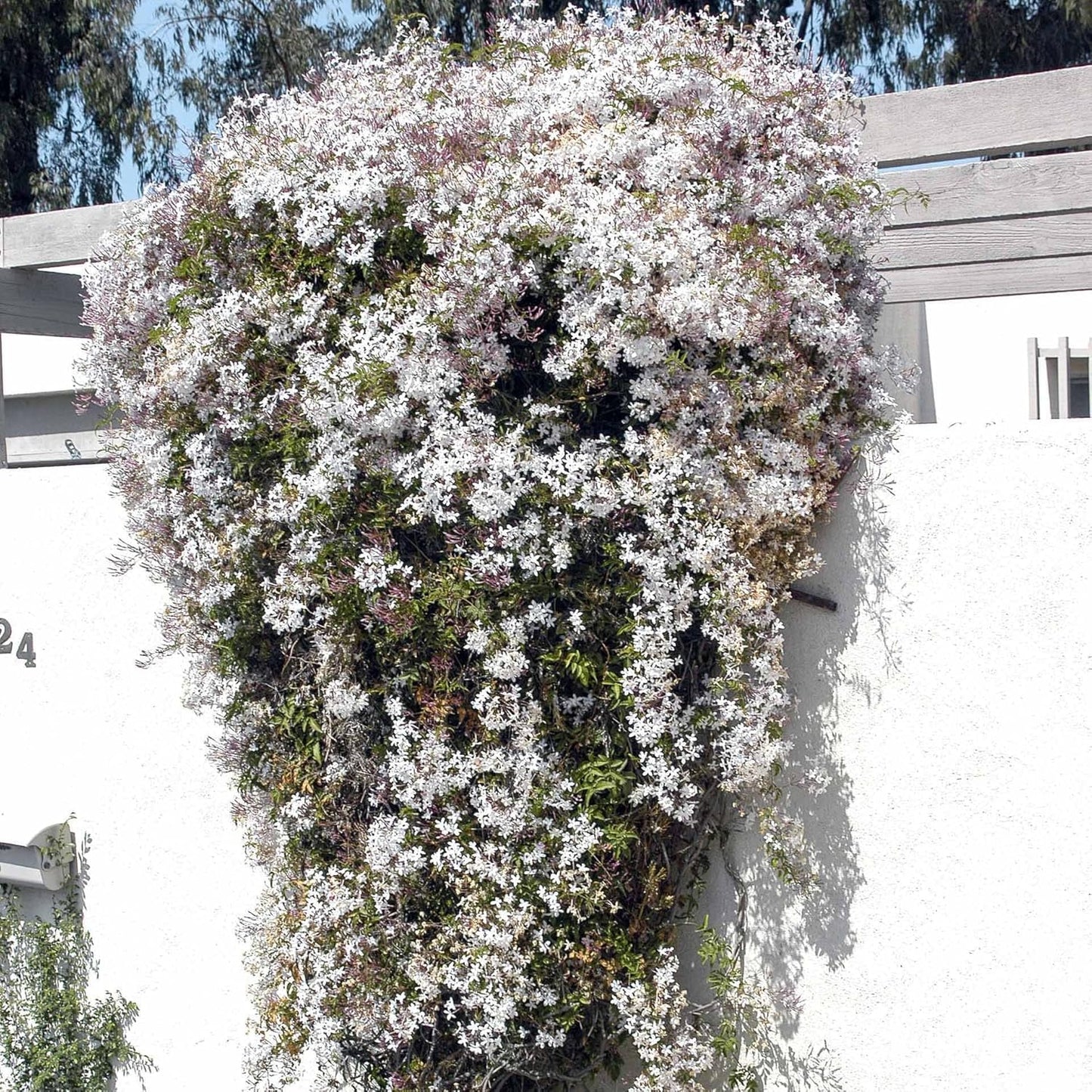 Pink Jasmine Vine - Jasminum Polyanthum - Fragrant & Blooming, Perfect for Indoor/Outdoor Decor (2 Pink jas sacs)