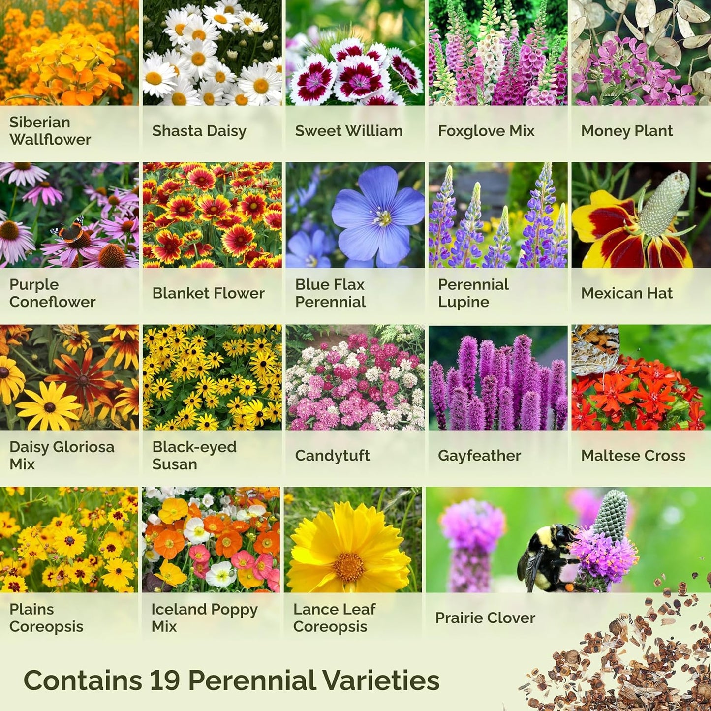 Eden Brothers All Perennial Wildflower Mixed Seeds for Planting, 10 lb, 4,800,000+ Seeds with Lupine, Shasta Daisy | Attracts Pollinators, Plant in Spring or Fall, Zones 3, 4, 5, 6, 7, 8, 9, 10
