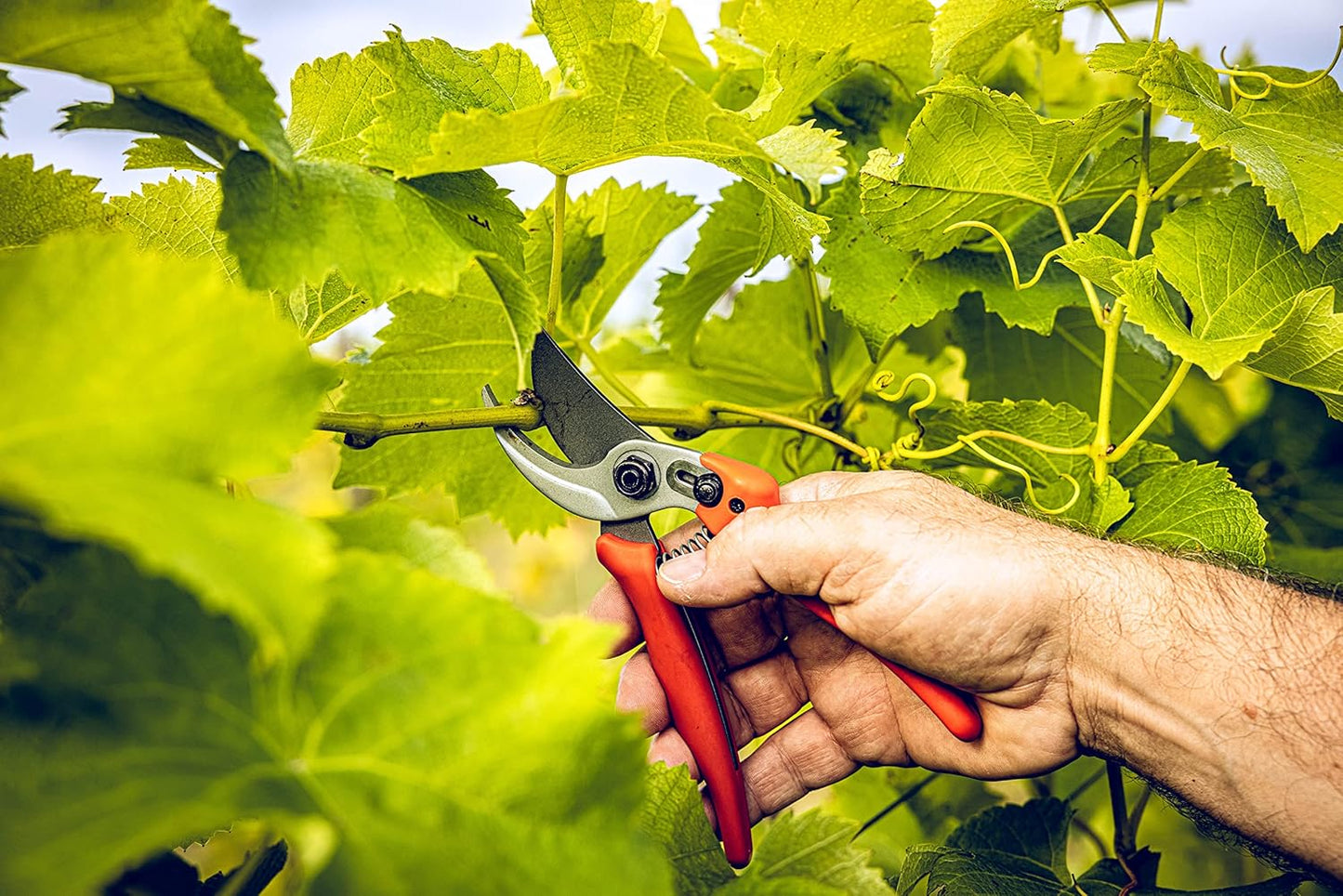 Original LÖWE Bypass Pruner Garden Tools 14.104 | Use as Pruners, Hedge Trimmer, Garden Shears, Pruning Shears for Gardening | For cutting roses, twigs, branches, and cut flowers | Made in Germany