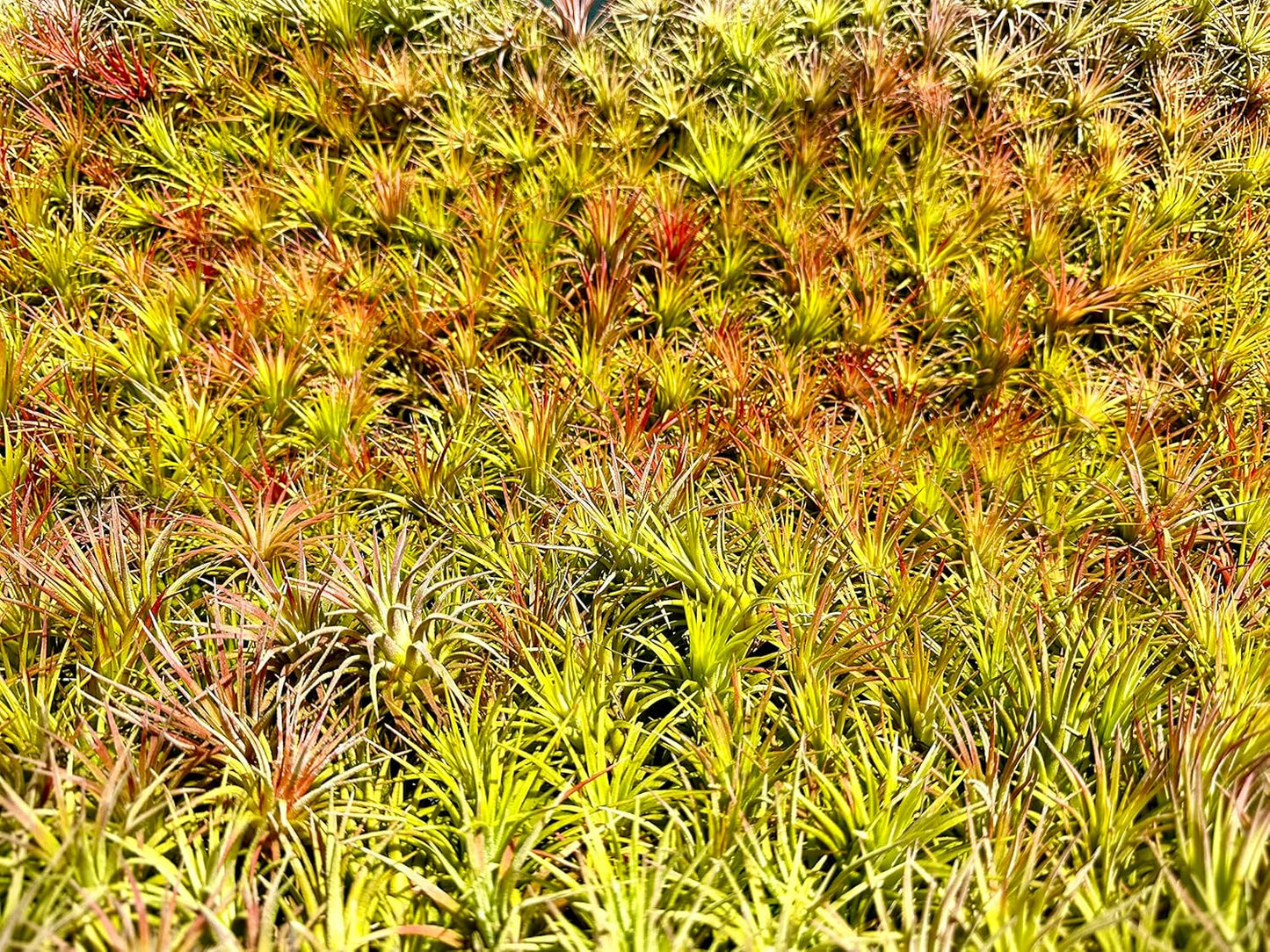 Air Plants Bulk - Tillandsia Ionantha Wholesale Pack, Regular 1-3" - 25ct - Live Arrival Guaranteed - House Plants for Home Decor & Gift